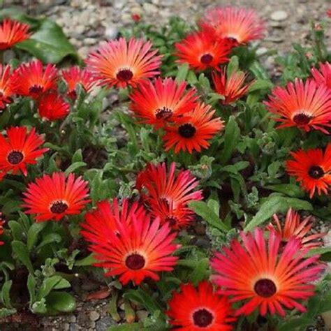 red ice plant