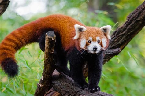 red panda color & markings, Figure 1. morphological differentiation between juvenile and adult red