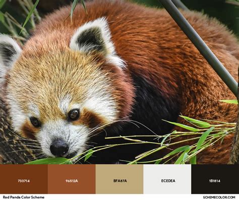 red panda color hex, Peaceful red panda