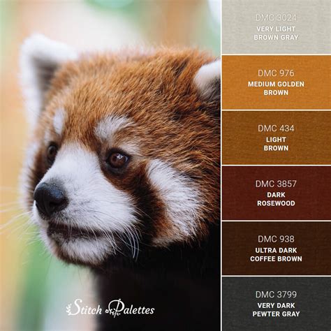 red panda color variations, Eight amazing red panda facts