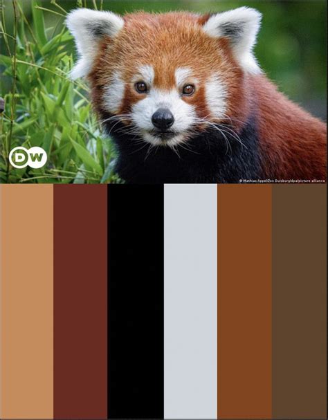 red panda color vision, Wie süß ist das! rote pandas im tierpark haben nachwuchs