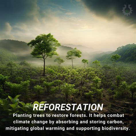 reforestation