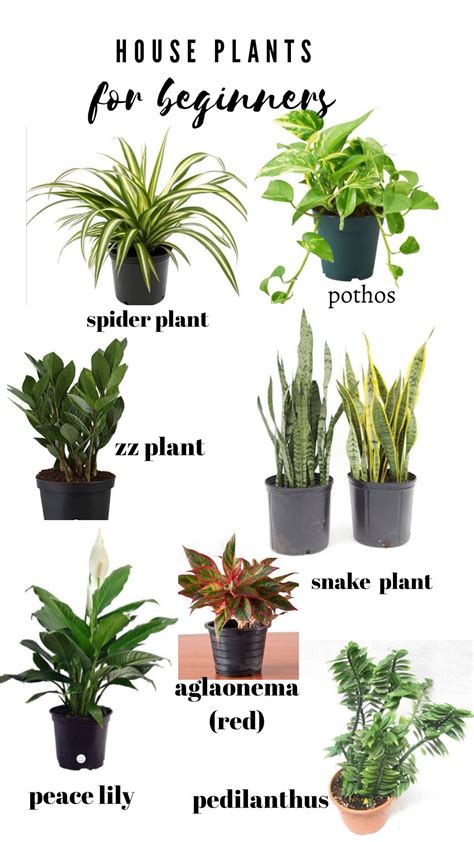 regarder Grow House