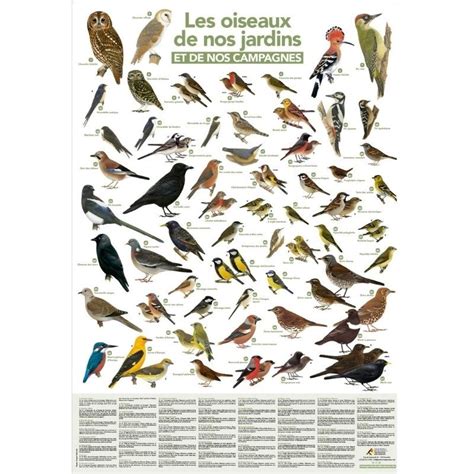 regarder Les Oiseaux