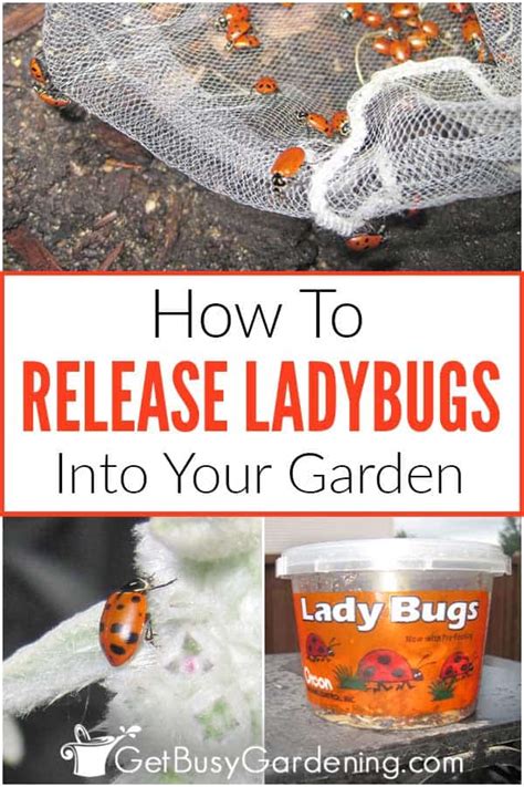 release LadyBugs