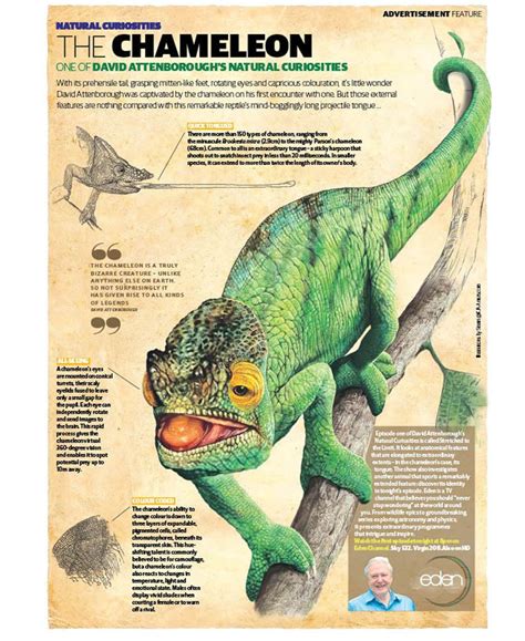 release The Chameleon