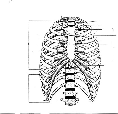 ribs diagram blank 
