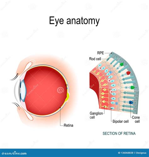 rods eye diagram 