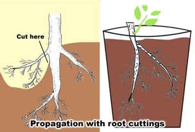 root cutting diagram 