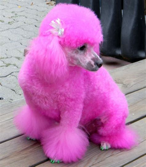 rosa hund