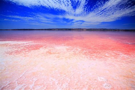 rosa sjön torrevieja