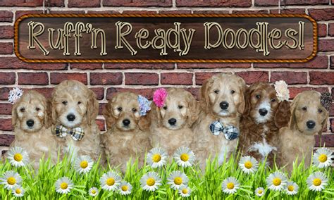 ruff and ready doodles, Purchase agreement. Agreement purchase doodles ruff ready receive gone copy after will