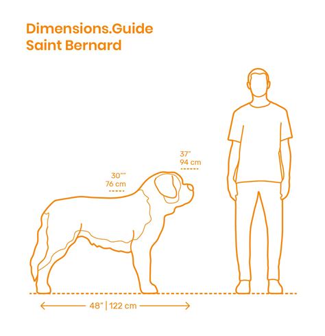 Saint Bernard Height Chart