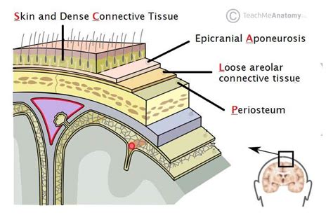 scalp diagram 