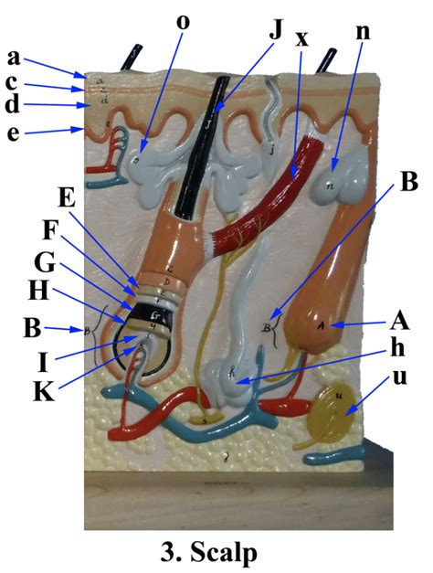 scalp diagram model 