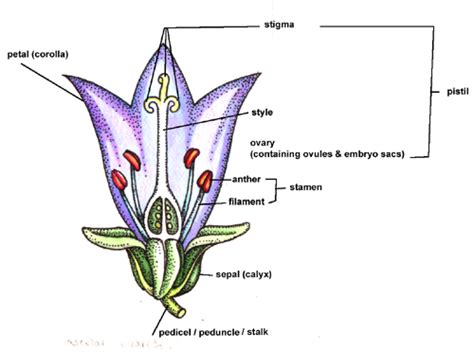 scientific flower diagrams 