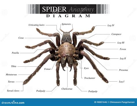 sea spider diagram 