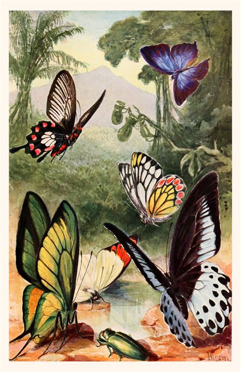 senaste Butterflies Are Free
