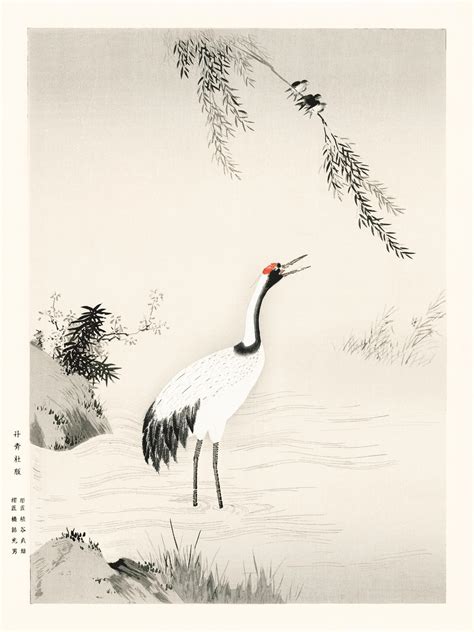senaste Kano