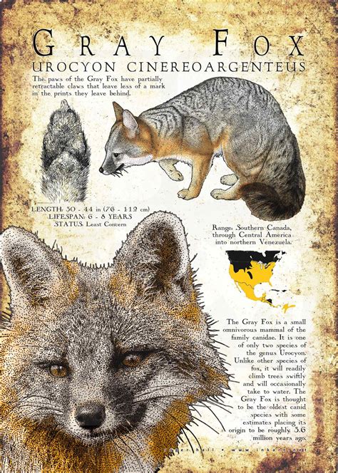 senaste The Grey Fox