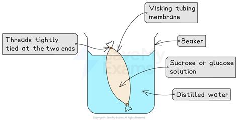 Sensual Experiment Walkthrough
