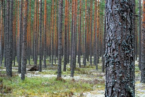 ser inte skogen för alla träd