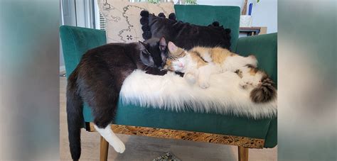 share the love forward, Share the love. Sharing eat feedback giving receiving well canolaeatwell events importance month lovin else canola loves february each team re