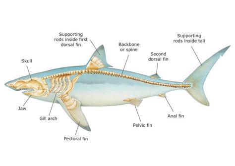 shark skeletal system diagram 