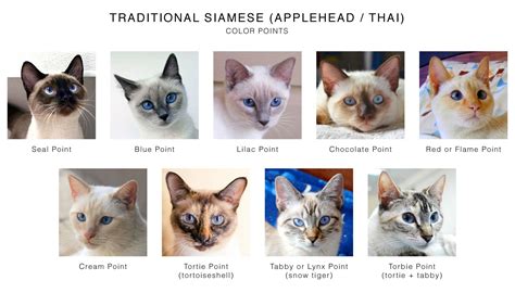 Siamese Colorpoint Chart