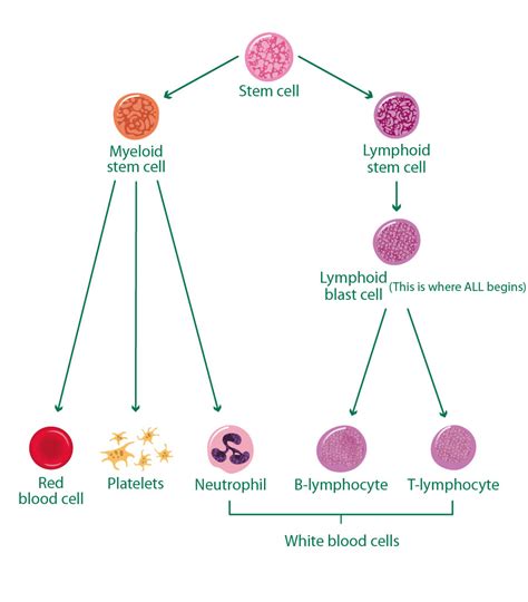 simple cell differentiation diagram 