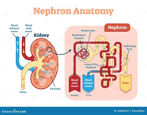 simple diagram of kidney nephron 