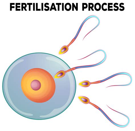 simple fertilization diagram 