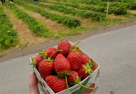självplock jordgubbar norrköping