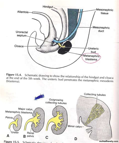 skene glands diagram 