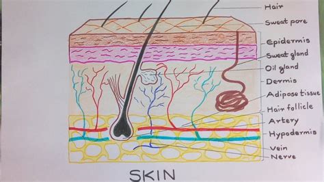 skin diagram google projects 