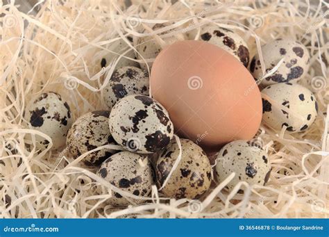små ägg