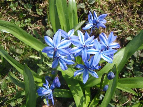 små blå blommor