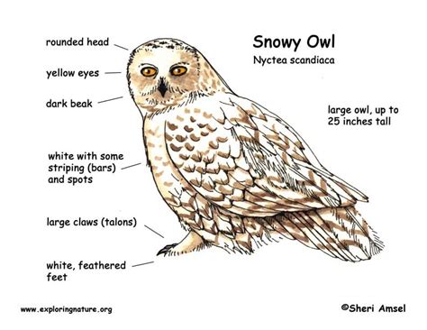 snow owl diagram 