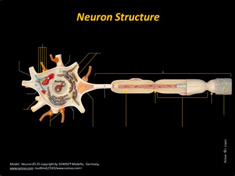 somso neuron diagram of 