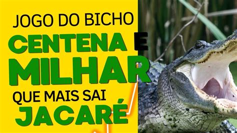 sonhar com jacaré jogo do bicho milhar