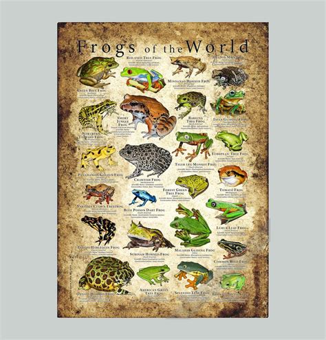 sortie Frogs