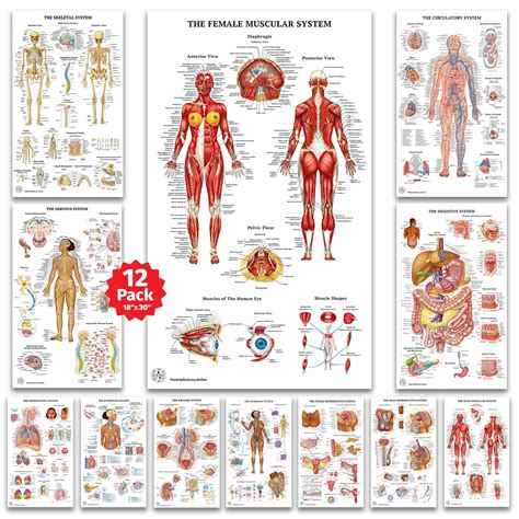 sortie The Body
