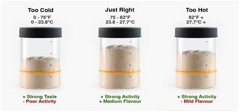 Sourdough Starter Temperature Chart
