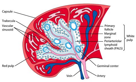 spleen cell diagram 