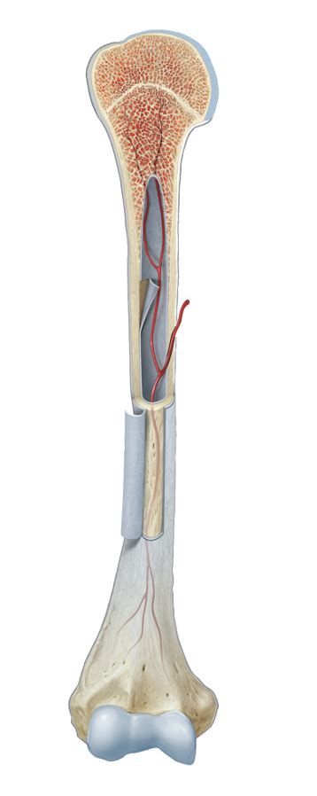 split femur diagram 