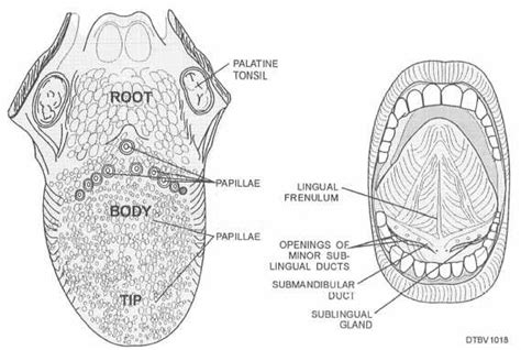 split frenulum diagram 