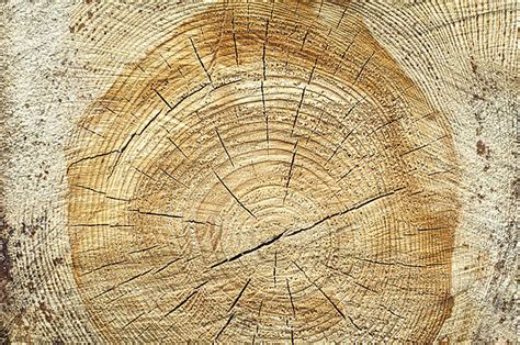 split wood log background, Background of split wood. close up wood texture stock photo