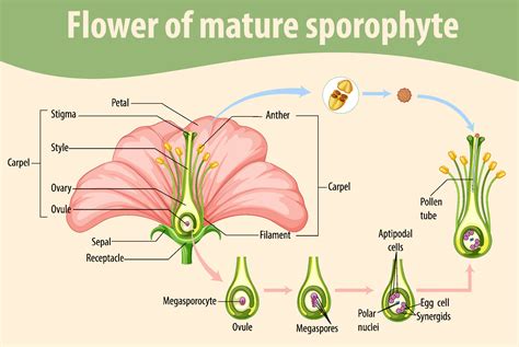 sporophyte diagram 