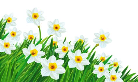 spring flowers background clip art, Free transparent spring cliparts, download free transparent spring. Spring transparent clipart flowers background cliparts grass library