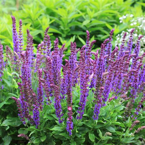 stäppsalvia ostfriesland